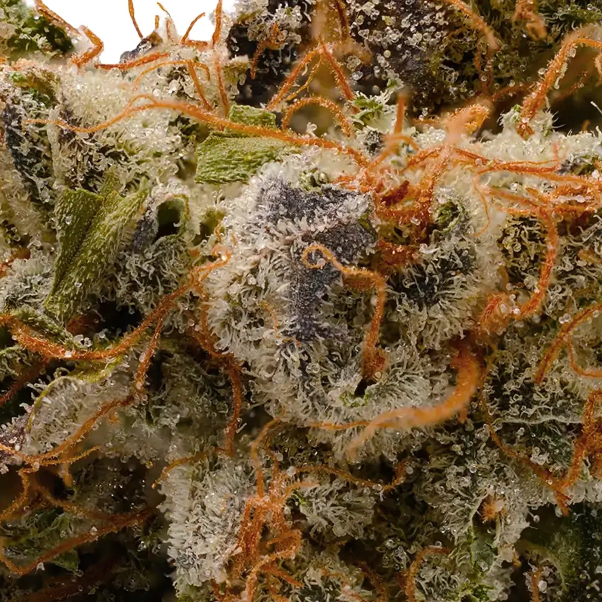 Fleurs CBD