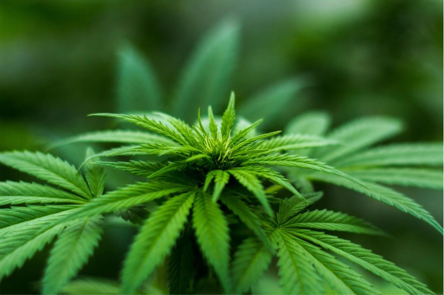 Mythes et réalités sur le CBD