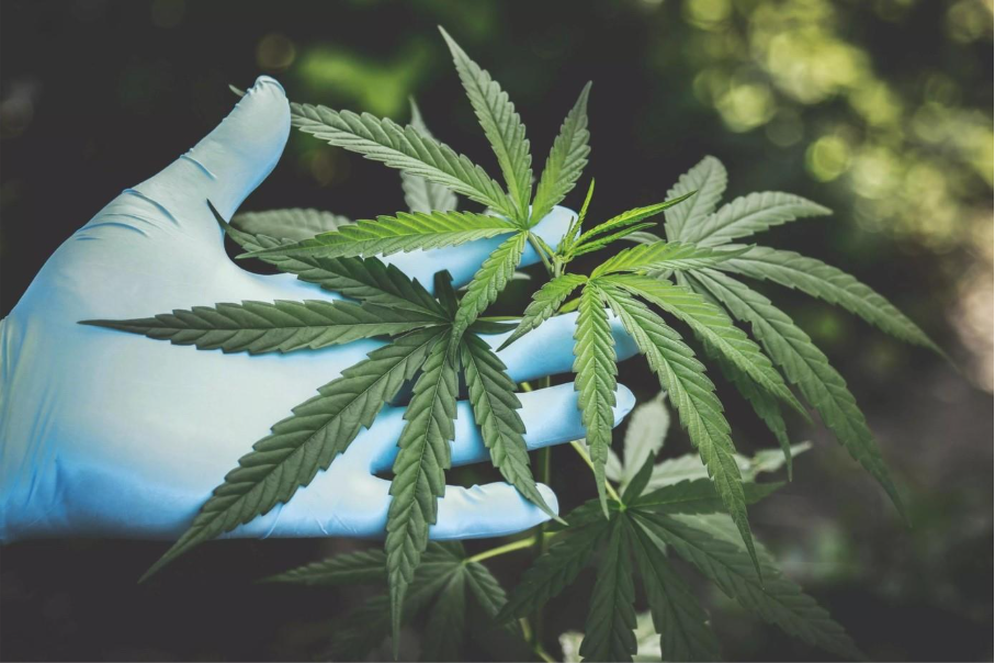 Le CBD et votre peau